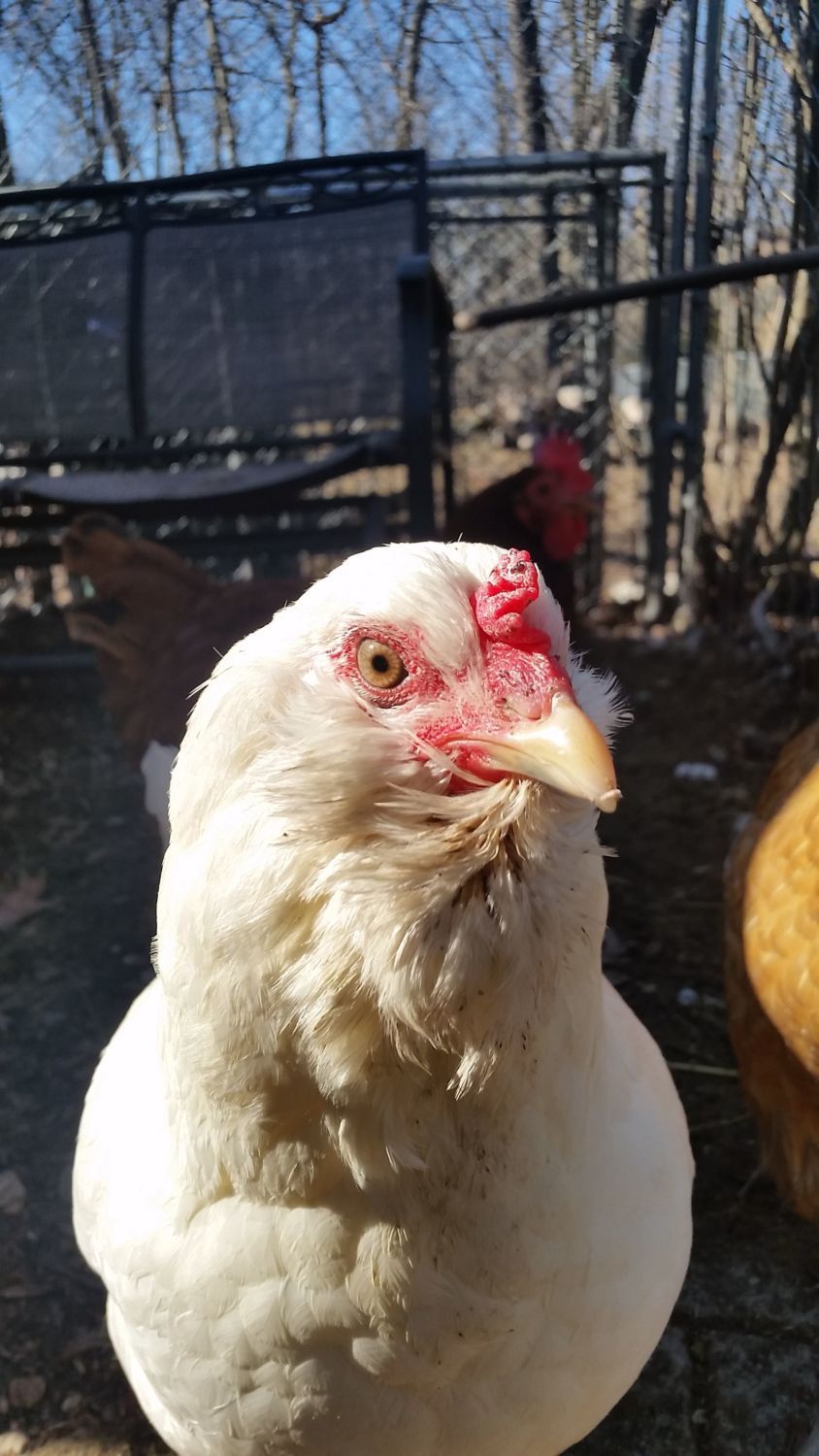 IMG Lilly the 1 year old Easter egger hen